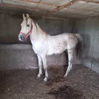 مادیان ترکمن فقط بیست تومن|اسب و تجهیزات اسب‌سواری|سلطانیه, |دیوار