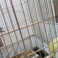 جفت مولد طوطی برزیلی -کوتوله|پرنده|شهرکرد, |دیوار