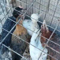 فروش نیمچه گلین و محلی اصیل