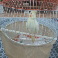 لوتینو ماده بالغ بهمراه قفس و کلیه تجهیزات|پرنده|رشت, سلیمانداراب|دیوار