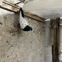 یه جفت سینه ای