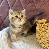 بچه گربه های اشرافی irancats|گربه|اهواز, بهارستان|دیوار