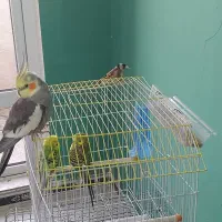 عروس هلندی،مرغ عشق،سهره|پرنده|تهران, شهرک ابوذر|دیوار