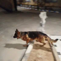 ماده دم فحل