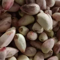 پسته تازه عباسعلی دامغان