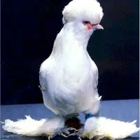 مرغ و خروس سلطان و نیمچه نژاد خالص لهستانی