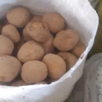 سیب زمینی مغز زرد اگریا|حراج|آبکوه, |دیوار