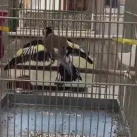 سهره،قناری،طوطی،فنچ،کبوتر و تمام پرندگان زینتی
