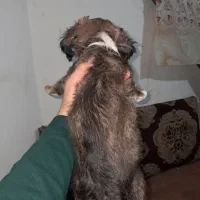 توله شیتزو|سگ|بیرجند, |دیوار