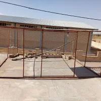 طوربزرگ کبوتر