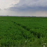 بذر خلر|گل و گیاه طبیعی|بهبهان, |دیوار