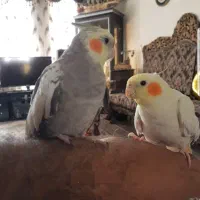 یک جفت عروس هلندی