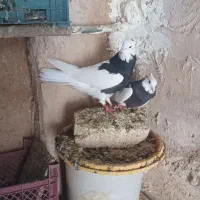 طوقی|پرنده|ماهدشت, |دیوار