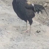 مرغ خروس لاری معاوضه ای|پرنده|سراوان, |دیوار