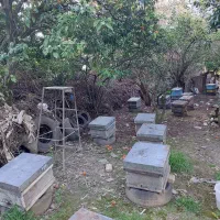 فروش کندو زنبور عسل