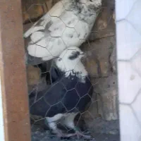 کفتر|پرنده|اصفهان, هفتون|دیوار