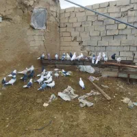 به علت نبود جا همه باهم می فروشم