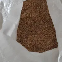 گندم چمران ۲