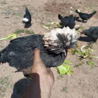 مرغ لهستانی اصیل