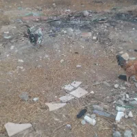 خروس کردی جوان
