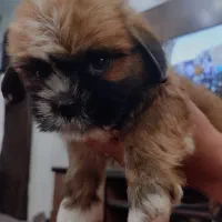 توله سگ اورجینال شیتزو فلت سایز تیکاپ