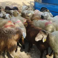 انواع نژادهای مختلف گوشتی گوسفند جهت ذبح‌زنده|حیوانات مزرعه|تهران, شهرک بوعلی|دیوار