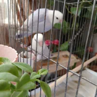 ۲ عدد کوتوله مارال سفید یاسی یک و نیم ساله|پرنده|قم, تولید دارو و یخچال|دیوار