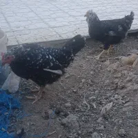 مرغ و خروس گلین و لاری
