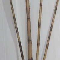 چوب بانبو