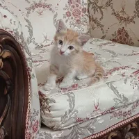 بچه گربه دوماهه سفید طلایی