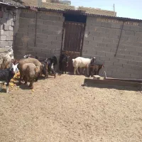 کهره و بره چاق|حیوانات مزرعه|مرودشت, نقش رستم|دیوار