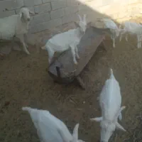 نر سانن اصل و کهره سانن|حیوانات مزرعه|یزد, |دیوار