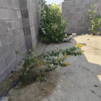 فروش زمین|فروش زمین و ملک کلنگی|جم, |دیوار