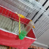 قناری نرمست