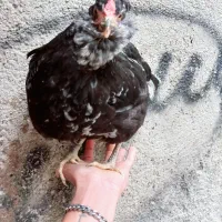 تخم مرغ گلین  فول|حیوانات مزرعه|آزادشهر, |دیوار