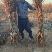 نهال انگورومیوه|عمدهفروشی|اقبالیه, |دیوار