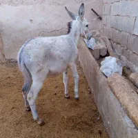 فروش کره الاغ نر.خر|حیوانات مزرعه|درگزین, |دیوار