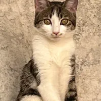 واگذاری رایگان گربه