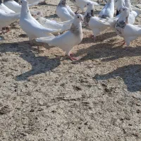 کبوتر طوقی|پرنده|مسجد سلیمان, |دیوار