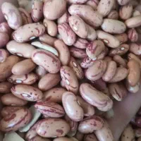 لوبیا چیتی ازبکی|خوردنی و آشامیدنی|شیراز, شهرک مطهری|دیوار