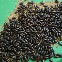مولد جوان و با کیفیت