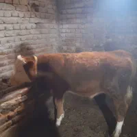 گاو سیمنتال|حیوانات مزرعه|سراجو, |دیوار