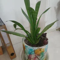 گل طبیعی با گلدون آماده بسیار زیبا