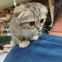 گربه نژاد خالص ۲ ماهه