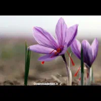 کارگر ساده