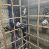 ۶۰و۷۰تاکفتر پرشی خال جفتی ۳۸۰ هزار تومان|پرنده|تهران, فلاح|دیوار