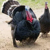 فروش بوقلمون نر