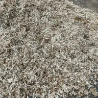 با سلام فروش کودمرغ تخمی