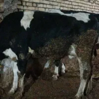 گاو شیری با گوساله