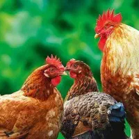فروش مرغ و خروس محلی در ارسنجان